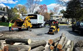 Best Tree Trimming and Pruning  in Mesquite, NV